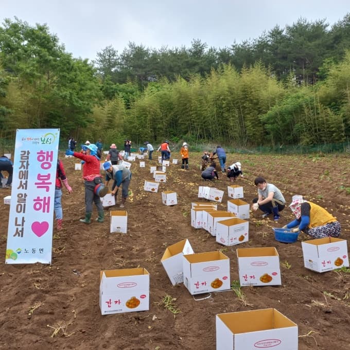 K-농업기술, 물 90% 절감 씨감자로 중동·아프리카 공략